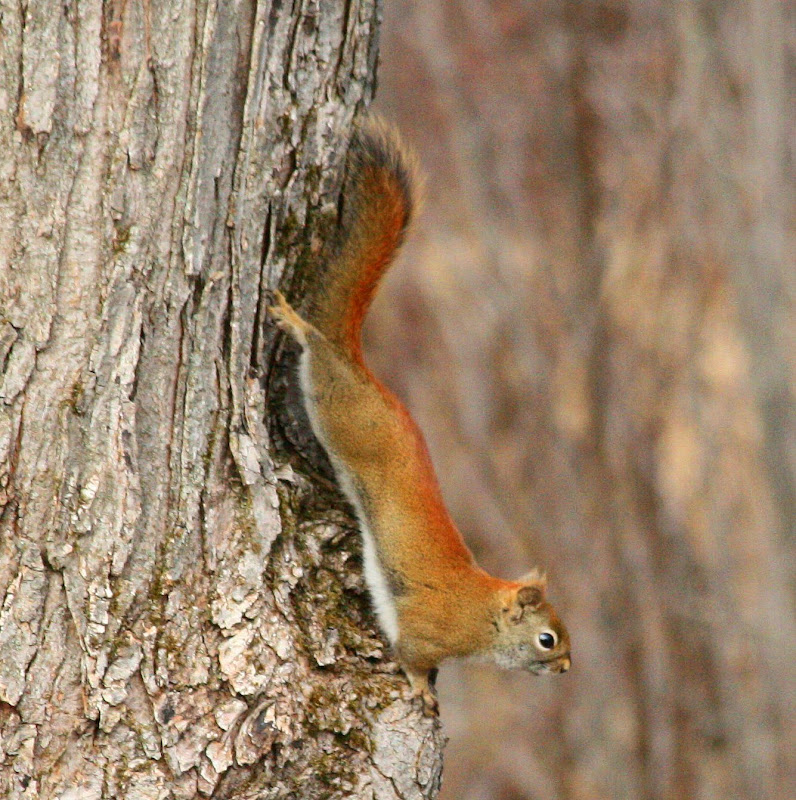 Northern Michigan Experience Red Squirrel